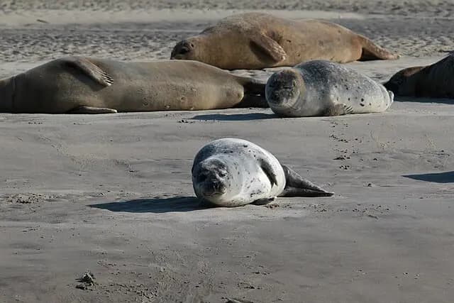 Berck